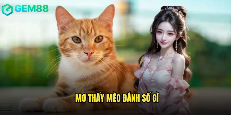 Mơ Thấy Mèo Đánh Số Gì